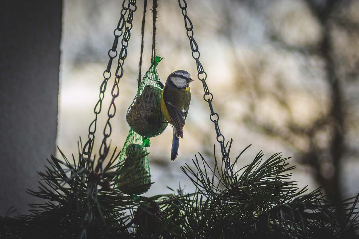 plant bird perching on hanging decor estonia
