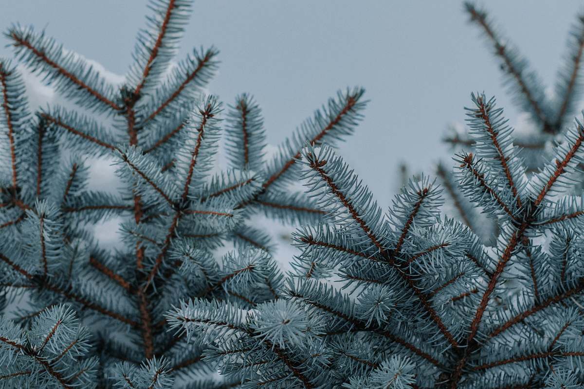 grey blue leaf tree ottawa