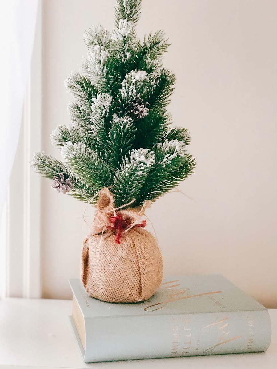 plant Christmas tree pine