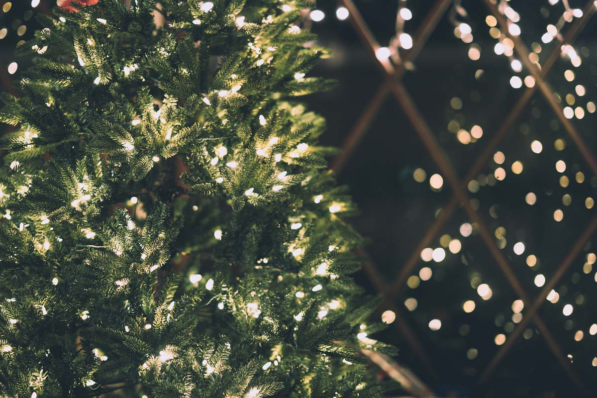 plant green Christmas tree with string lights christmas tree