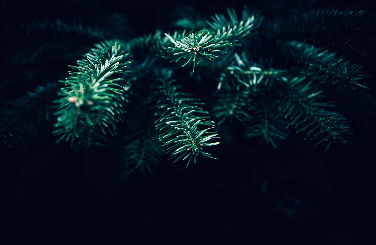 plant green leafed plant pine