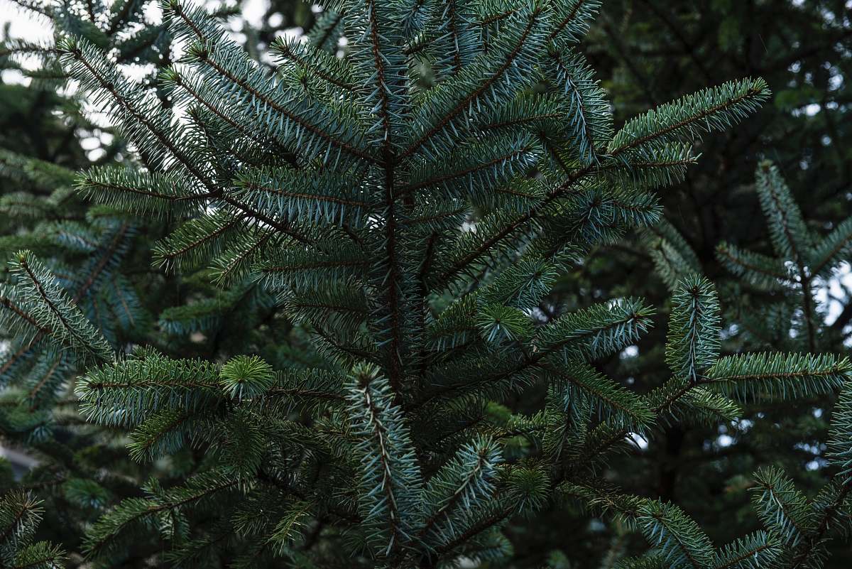 plant green-leafed tree spruce