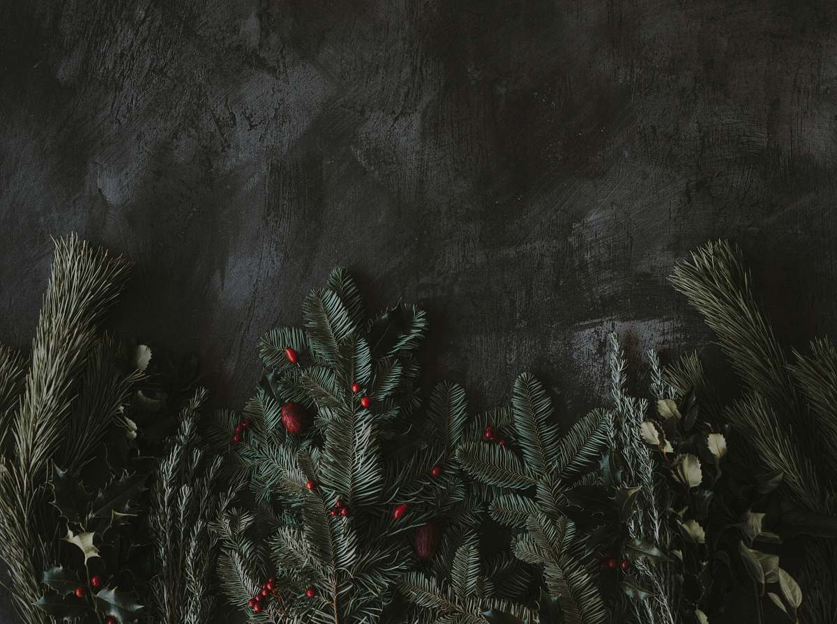 plant green leaves fir