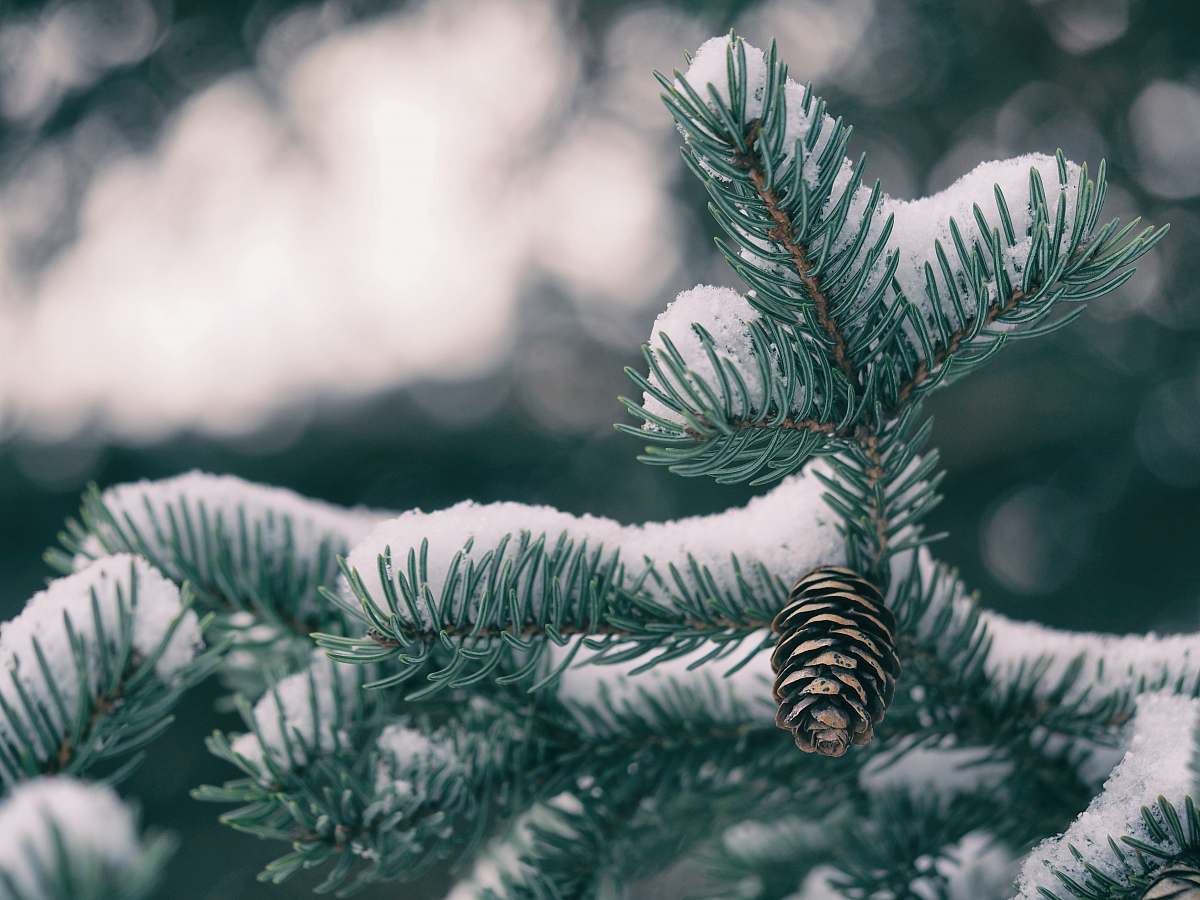 flora green pine tree with pine cone covered by snow winter