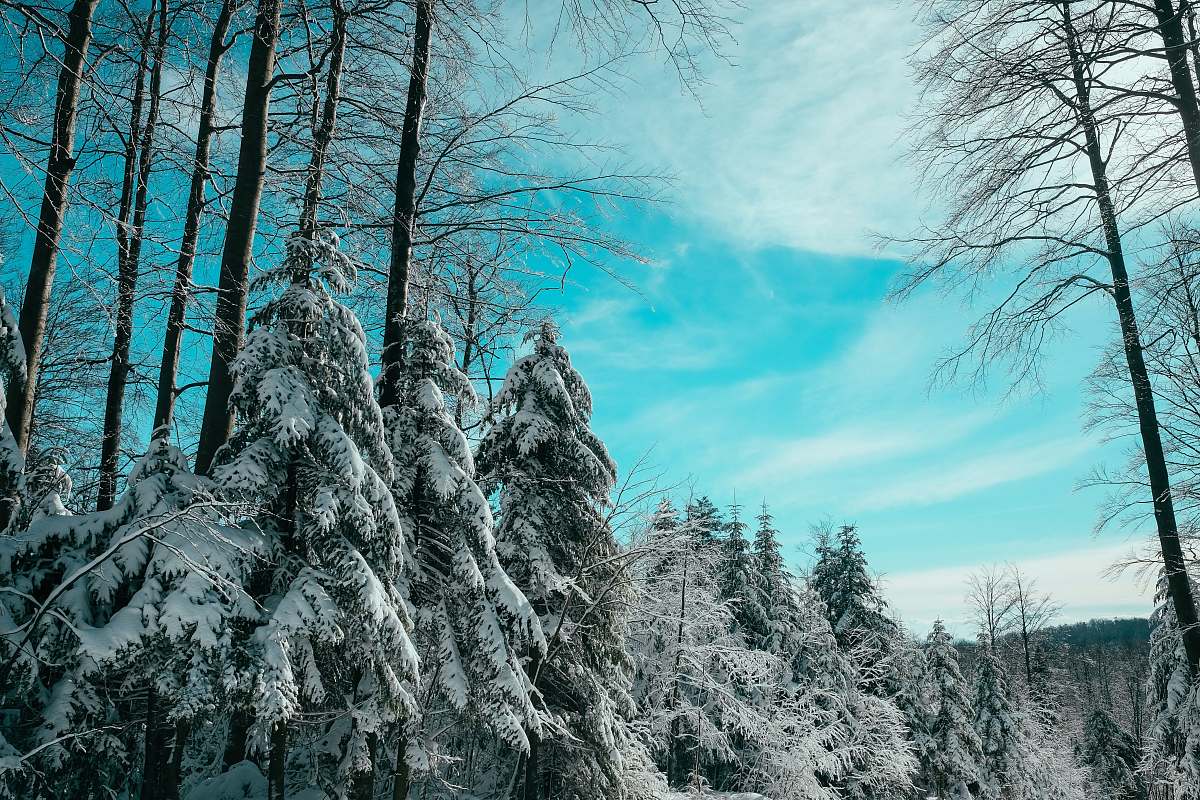 blue photo of pine trees covered by snow during daytime platak