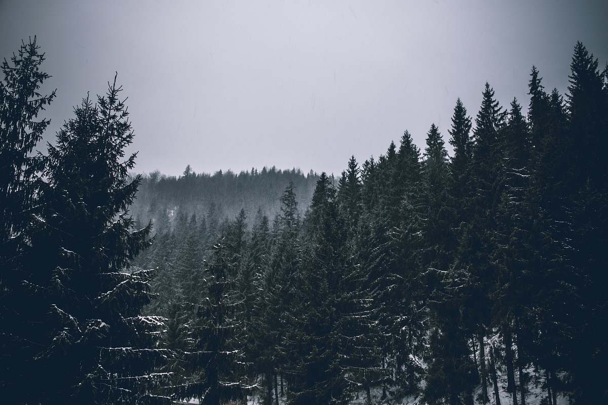 forest pine tree forest fir