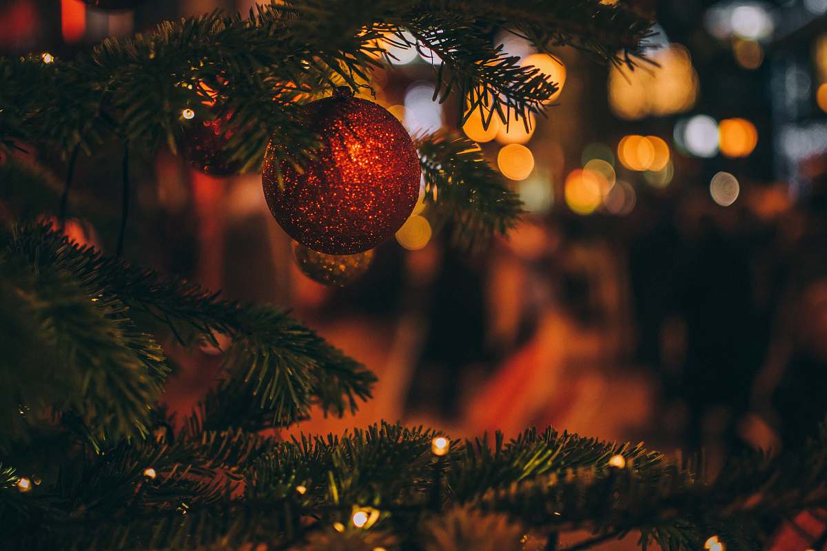 plant red bauble on tree conifer