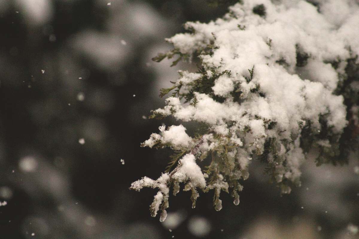 winter selective focus of snow coated pine tree holiday