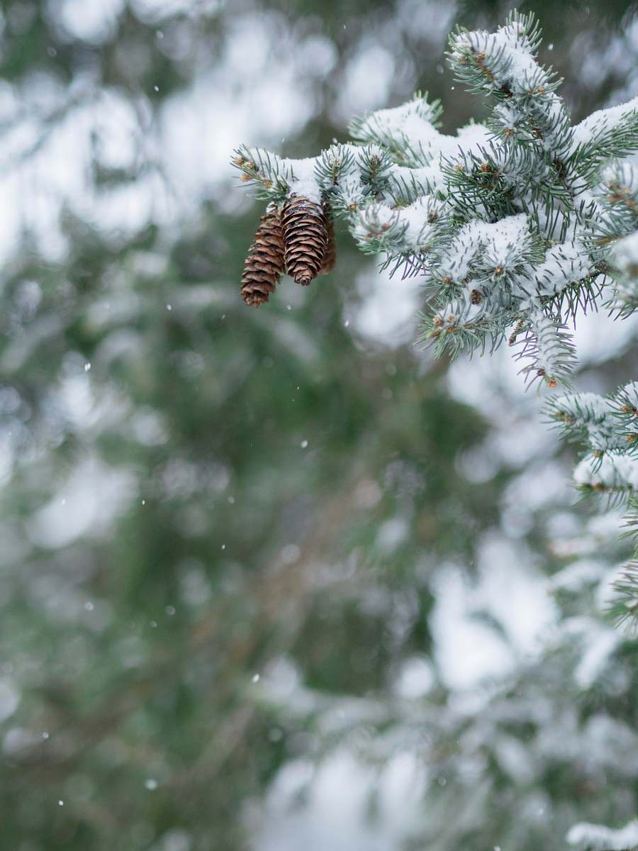 snow tilt-shift photography of green leafed tree conifer