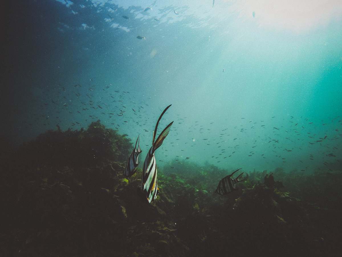 fish fishes underwater underwater