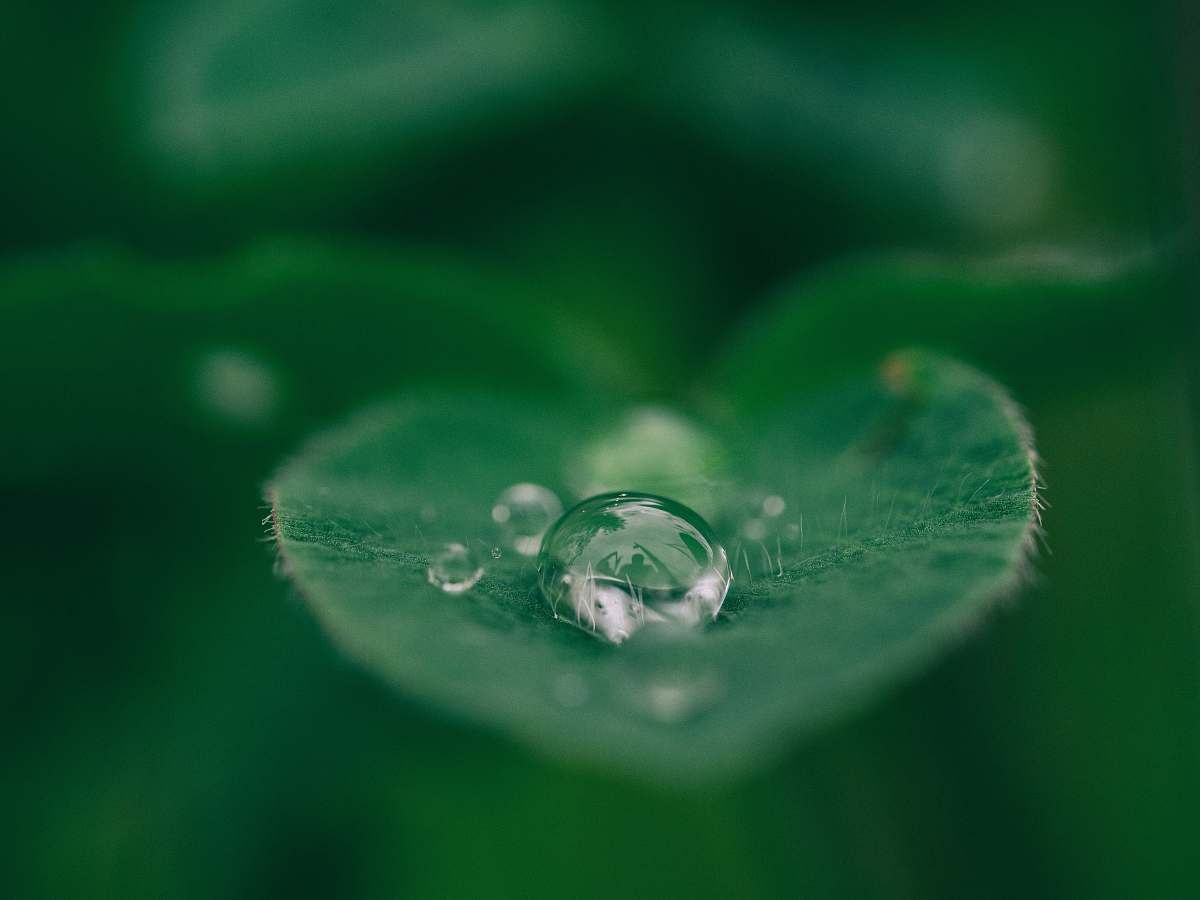 nature green leaf with water drops green