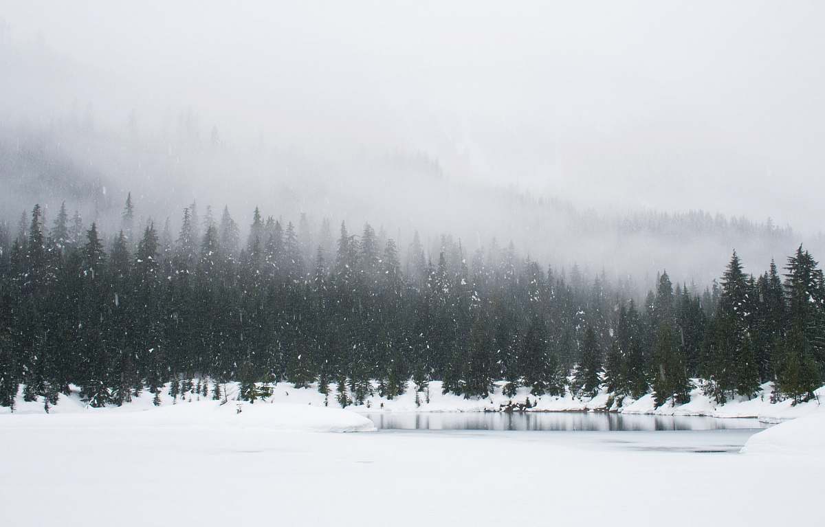snow snow field and green pine trees during daytime forest