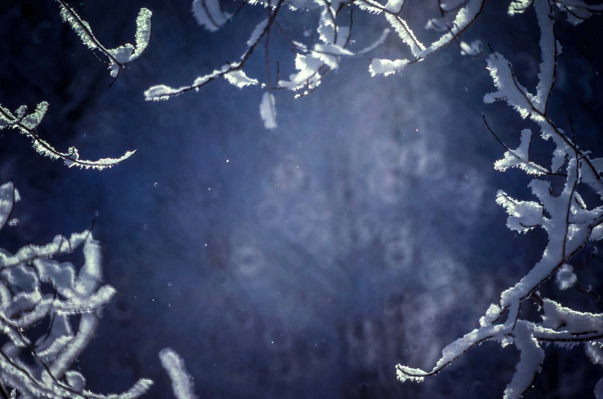 snow tree branches covered with white snow frost