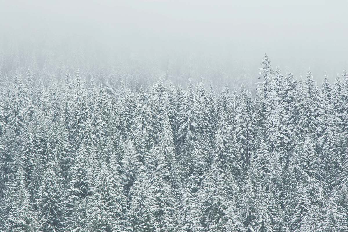 grey trees covering snow snow