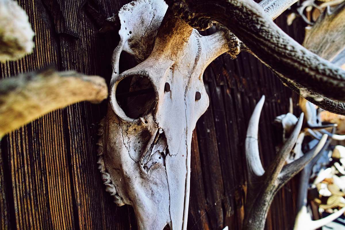 antler close-up photography of white animal skull decor skull