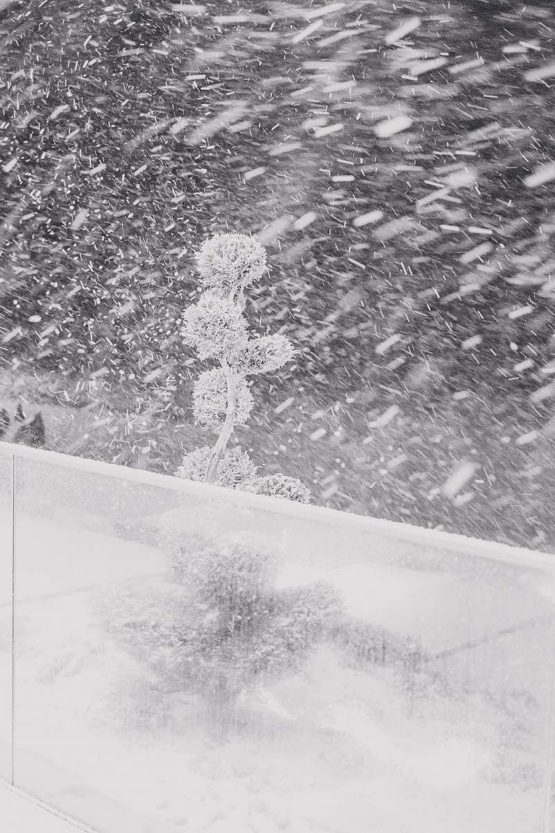 nature white snow grey