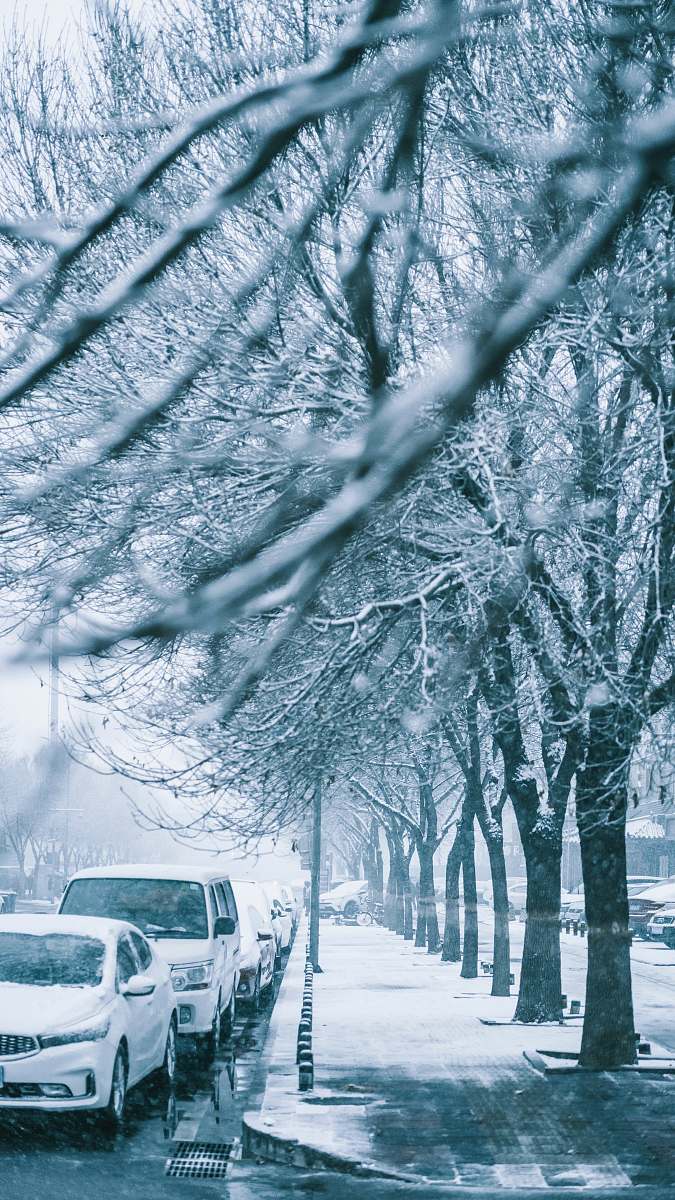 blizzard bare trees near white car during daytime nature