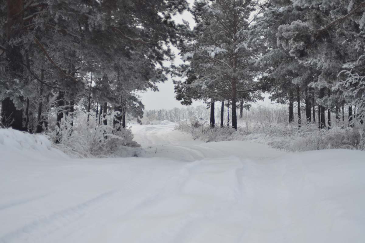winter snow covered trees during daytime blizzard