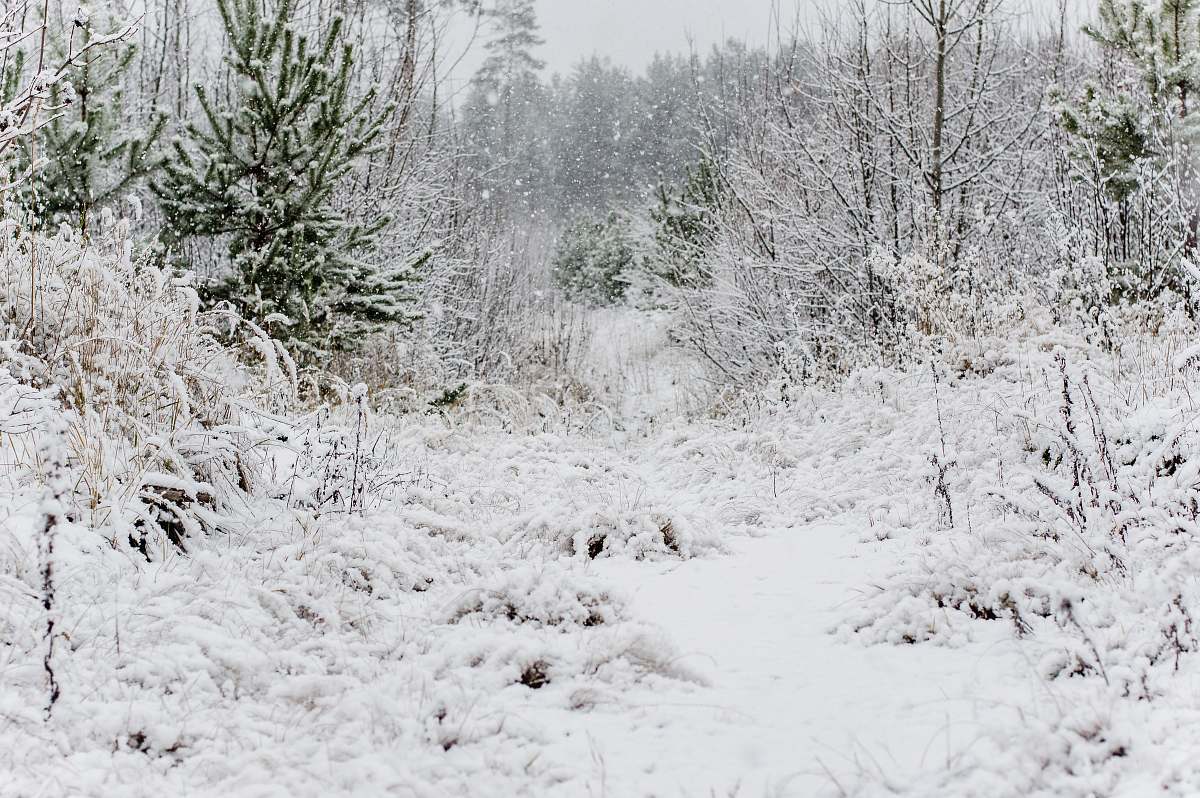 snow snow covered grass and trees at daytime nature