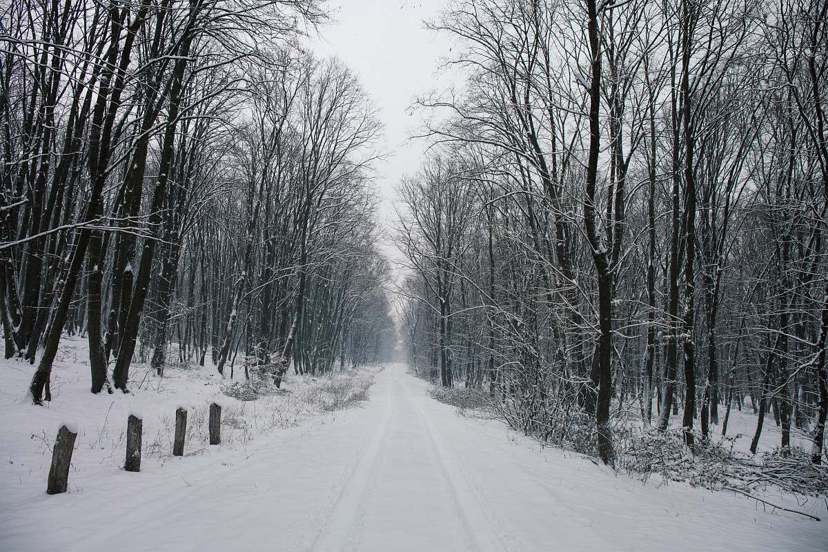 snow snow-covered walkway beside leafless trees nature