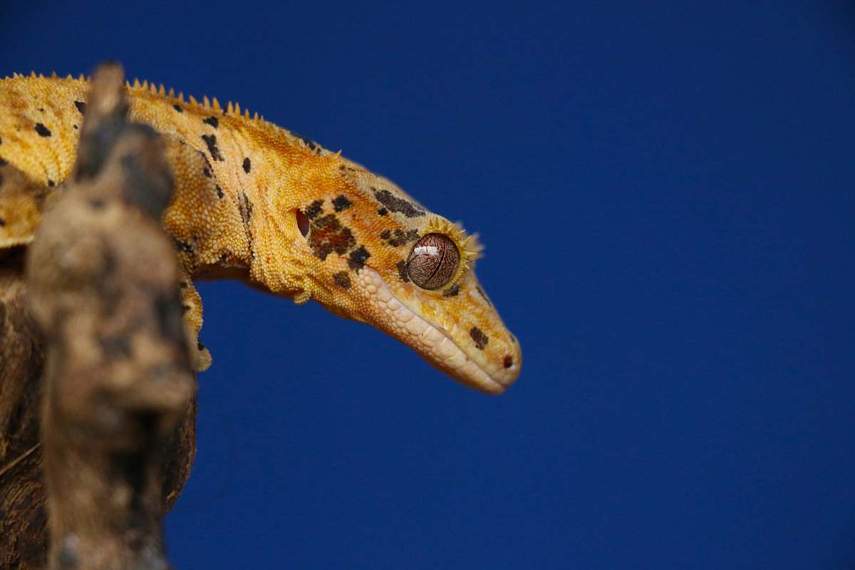mammal brown and gray reptile closeup photo sea life
