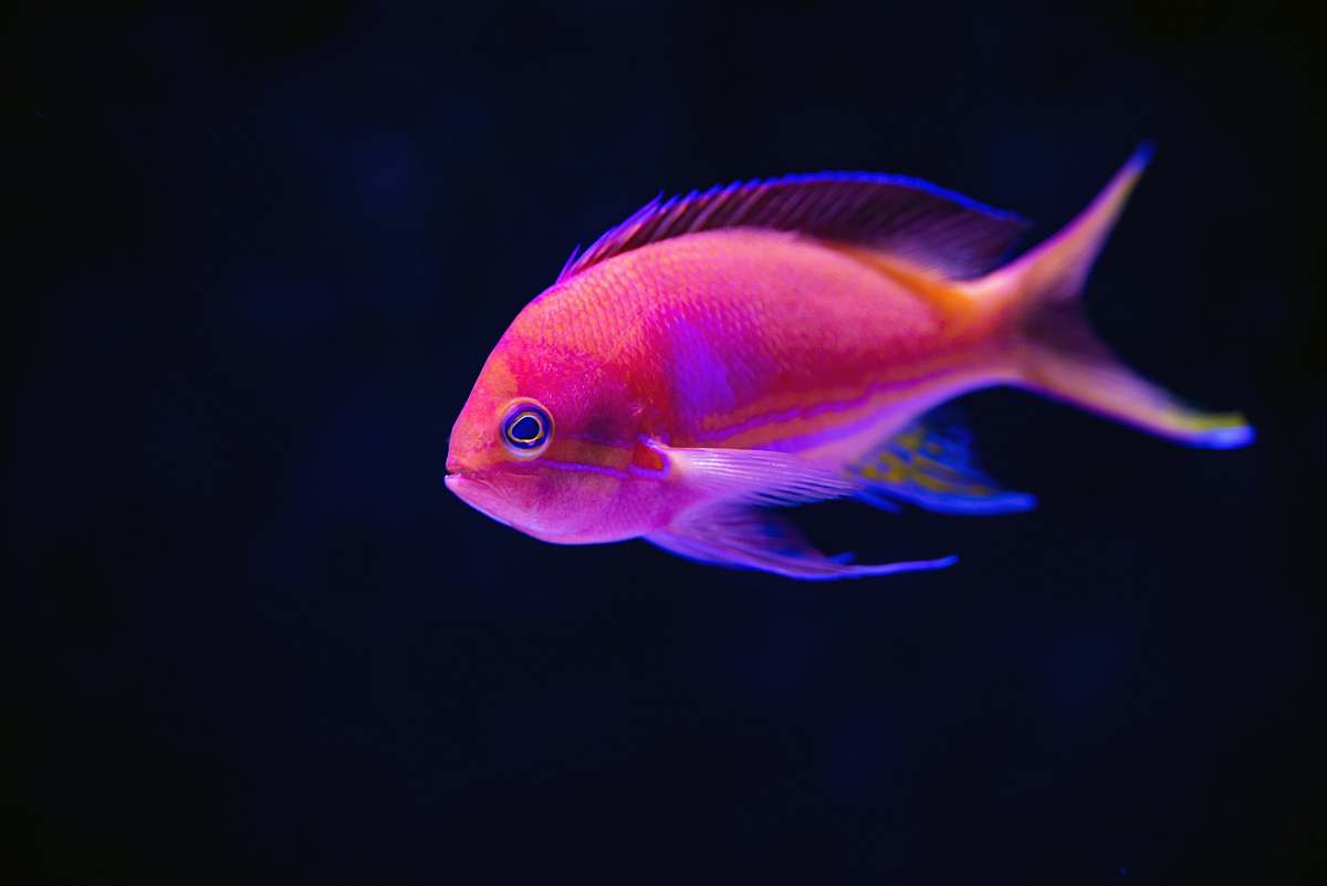 fish close up photography of red fish cairns aquarium