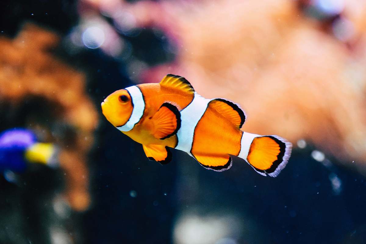 fish clown fish in shallow focus photography human