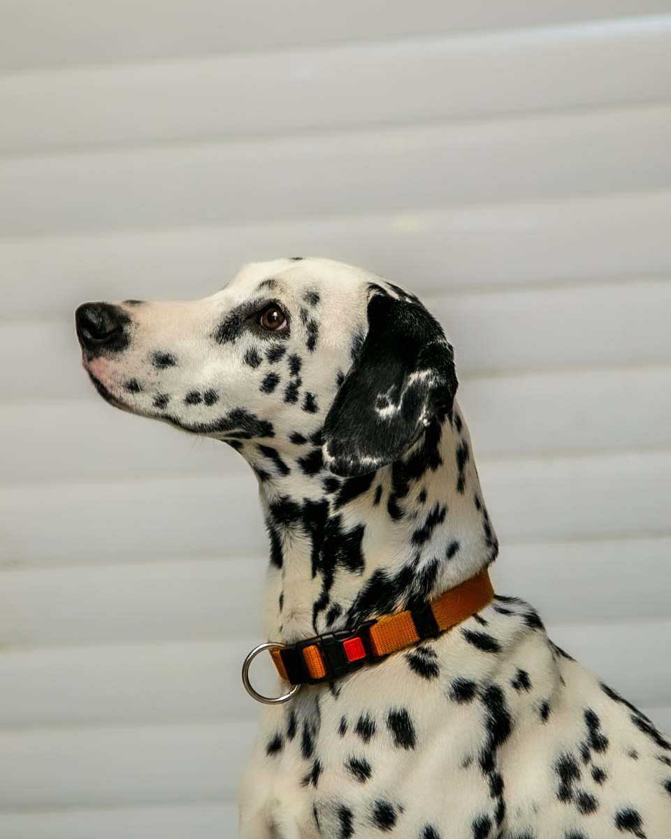 canine dalmatiandog mammal