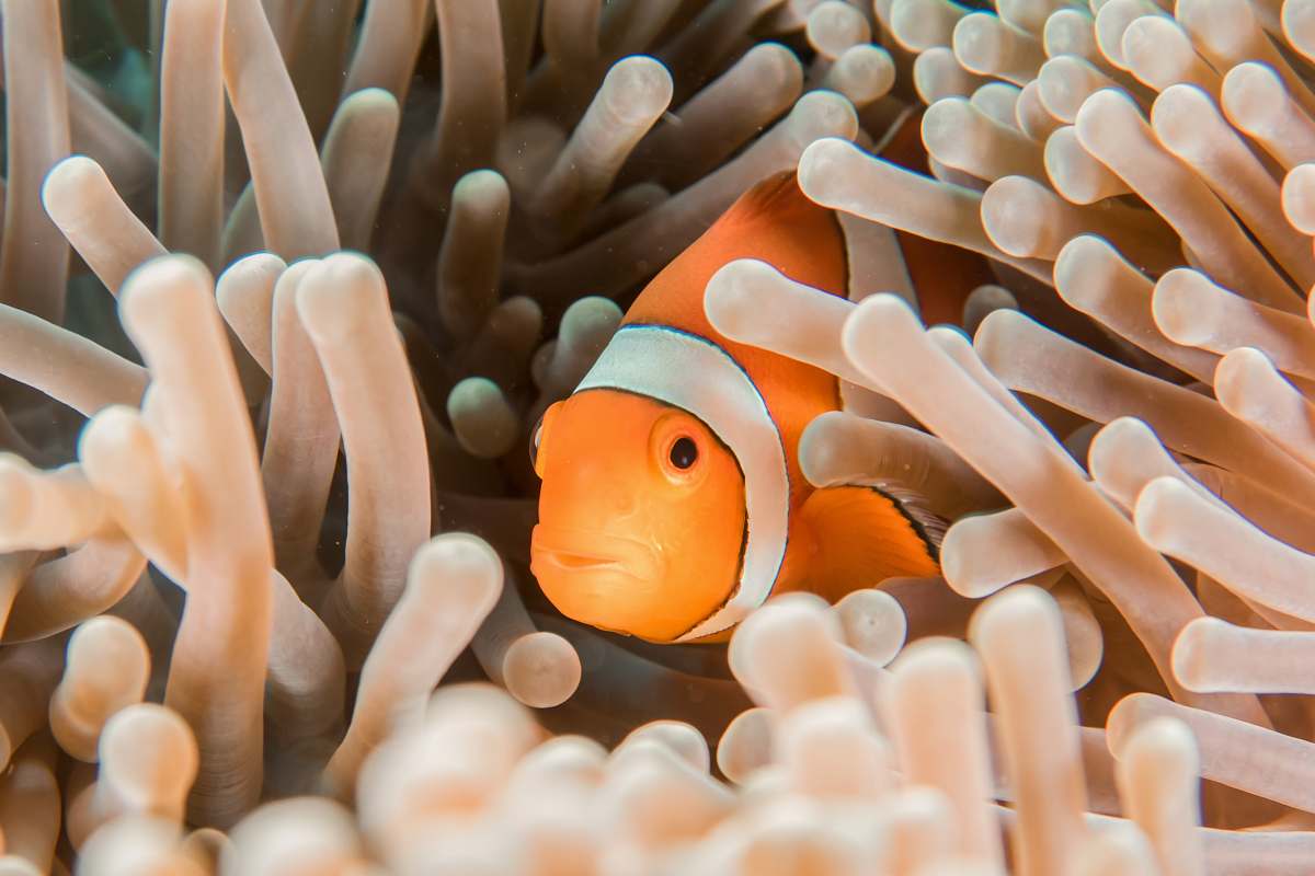fish orange and white clownfish hiding in sea anemone nature
