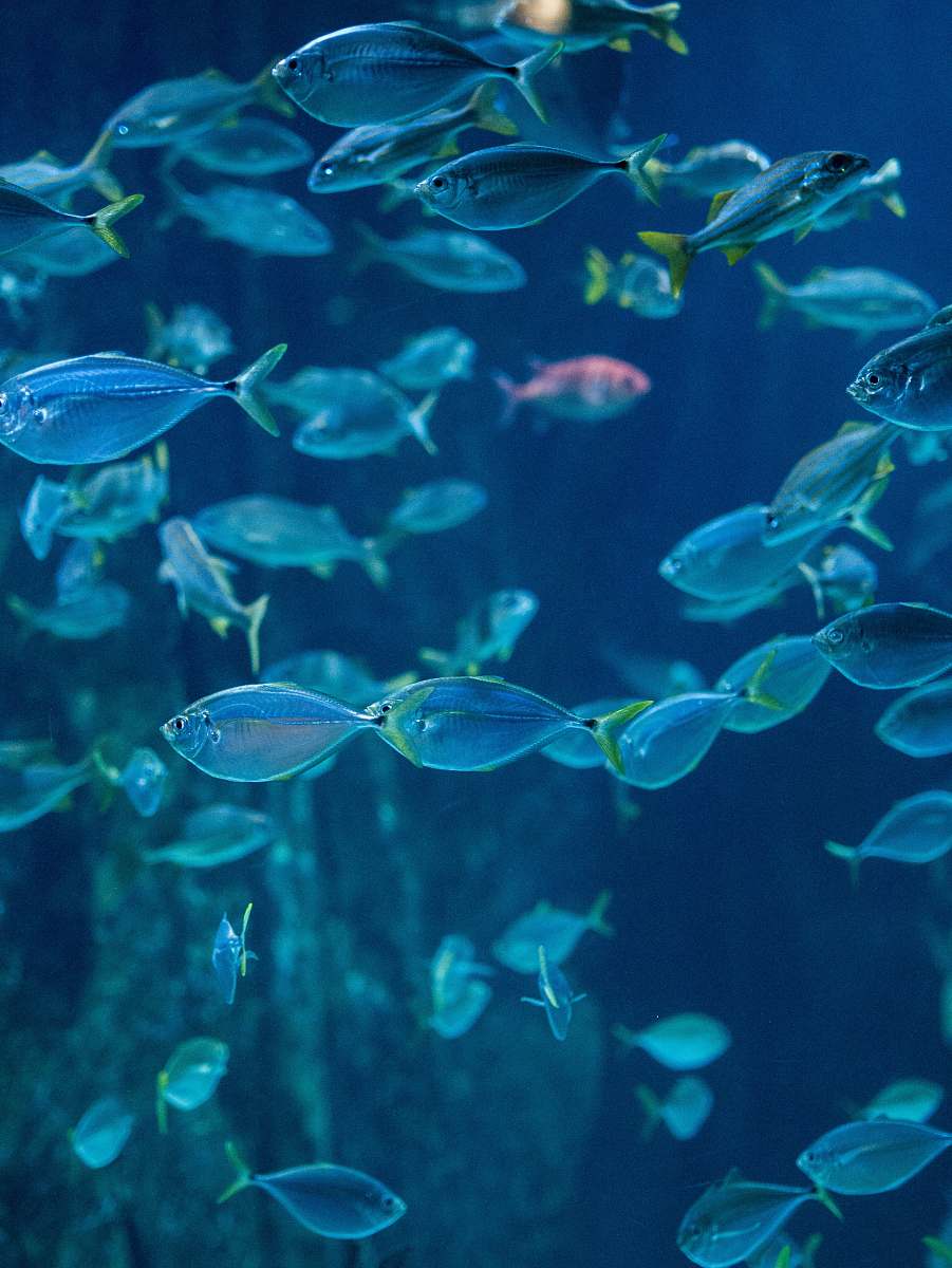 fish school of gray fish blue