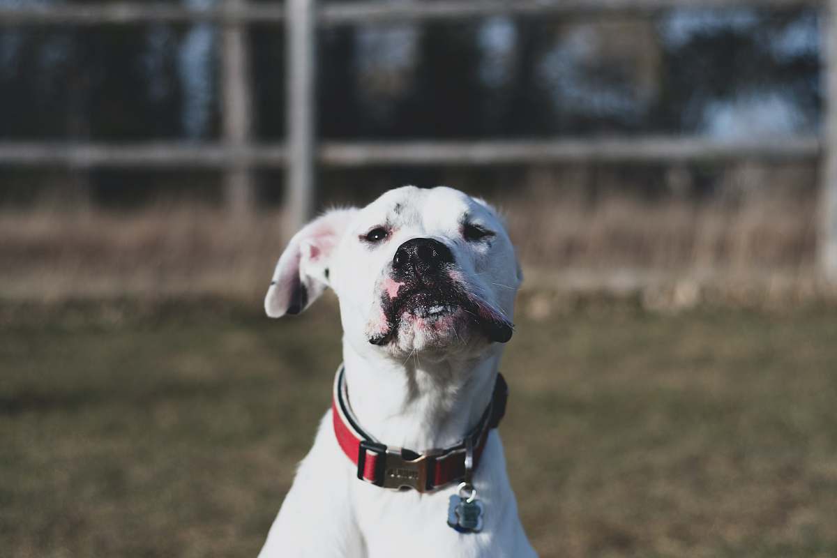 mammal short-coated white dog close-up photography grey