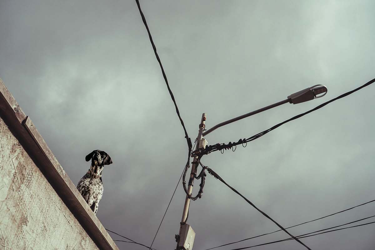 grey short-coated white dog on roof bird
