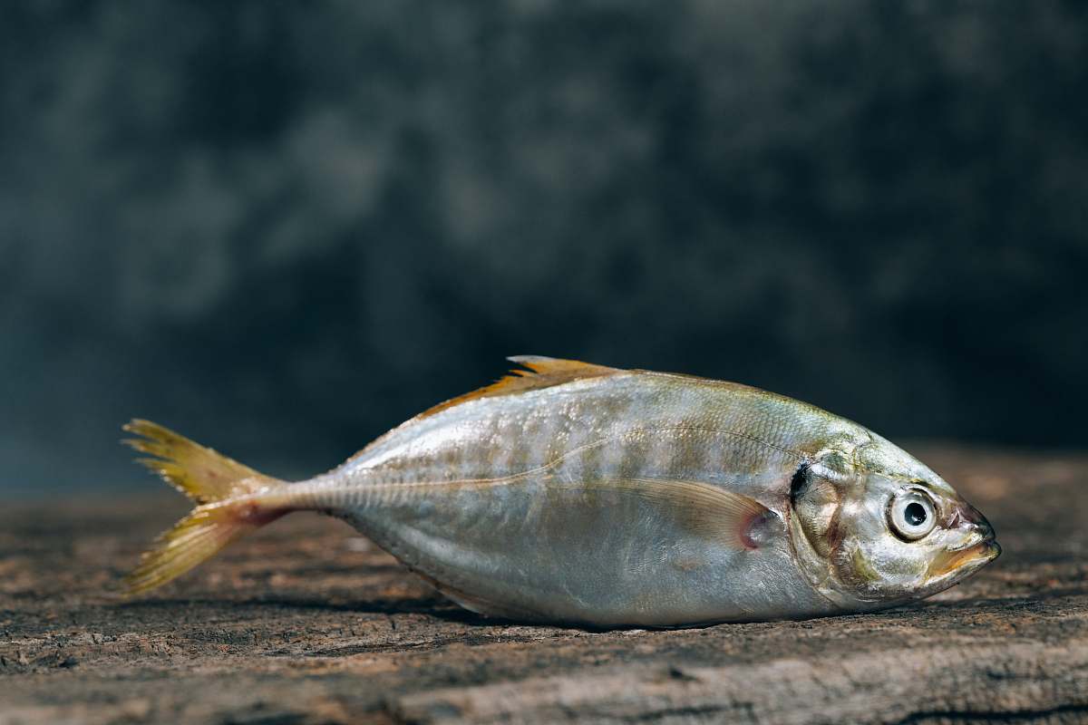 fish silver fishe food