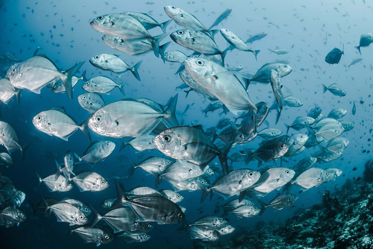 fish silver fishes underwater sea life