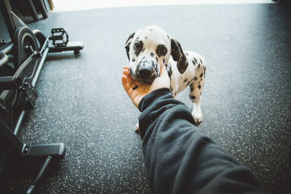 human white and black dalmatian puppy person