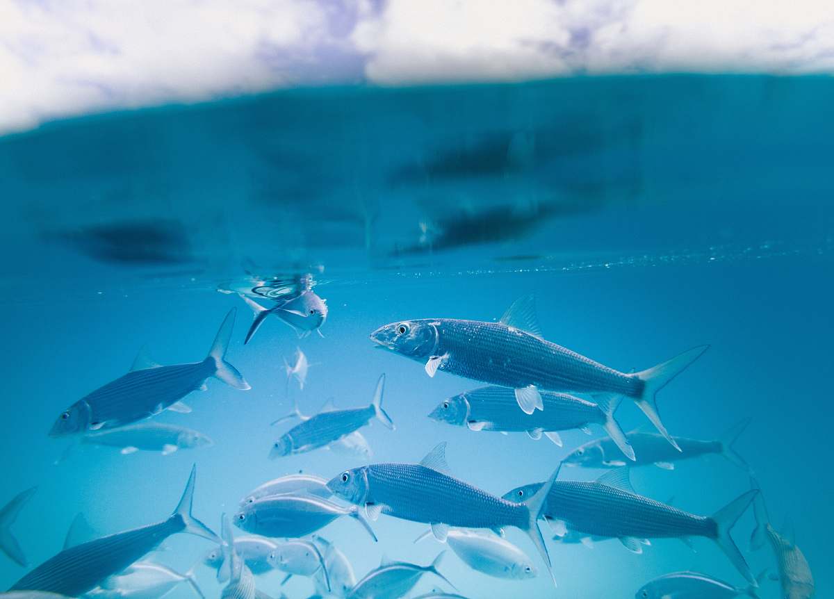 fish school of fish animal