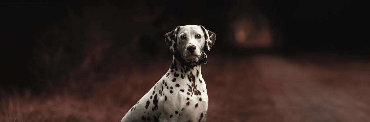 animal adult dalmatian on road canine