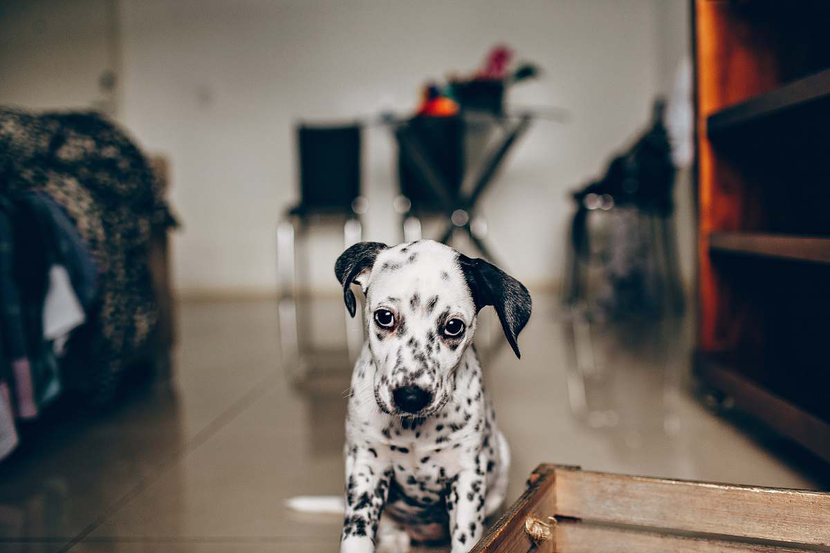 animal black and white dalmatian dog sitting on brown wooden stool canine