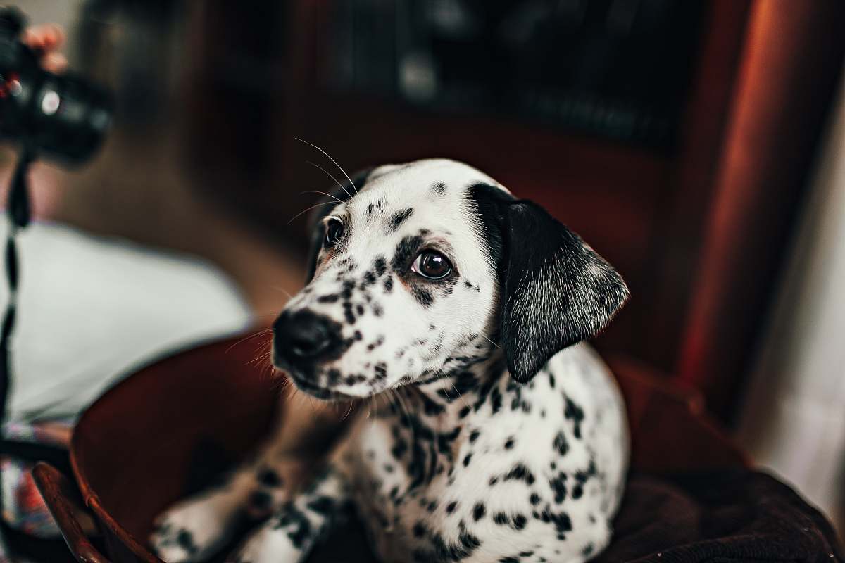 animal black and white dalmatian puppy mammal