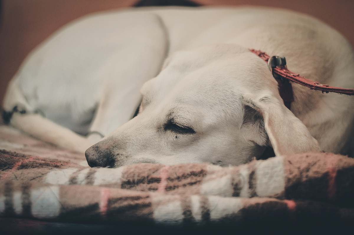 animal selective focus photo o dog canine