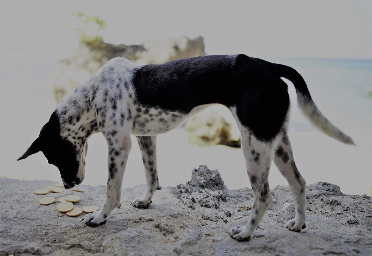 animal short-coated black and white dog looking on crackers canine