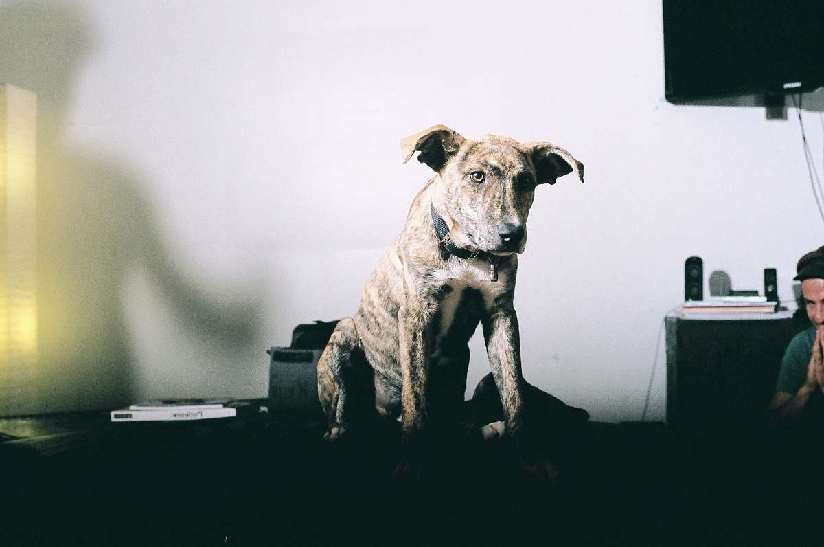 animal short-coated brindle dog canine