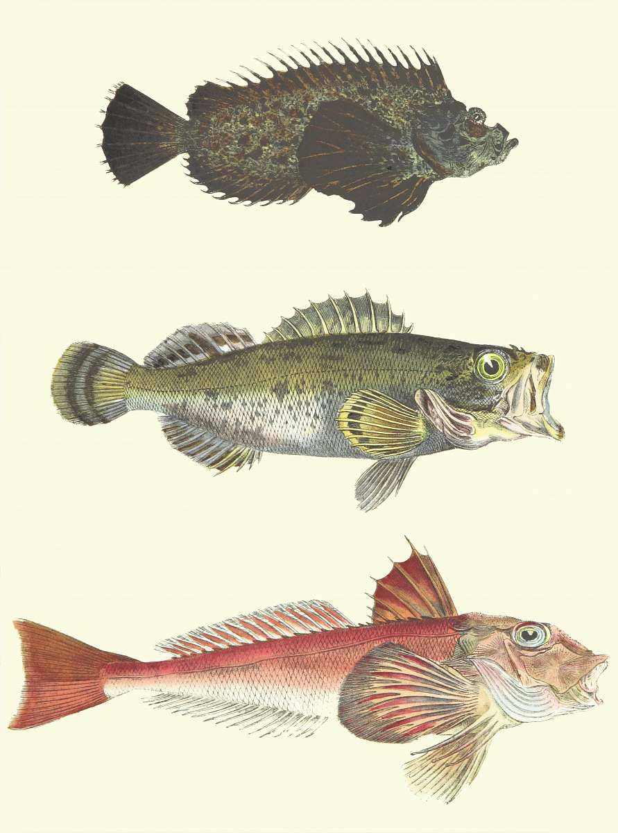 animal  perch
