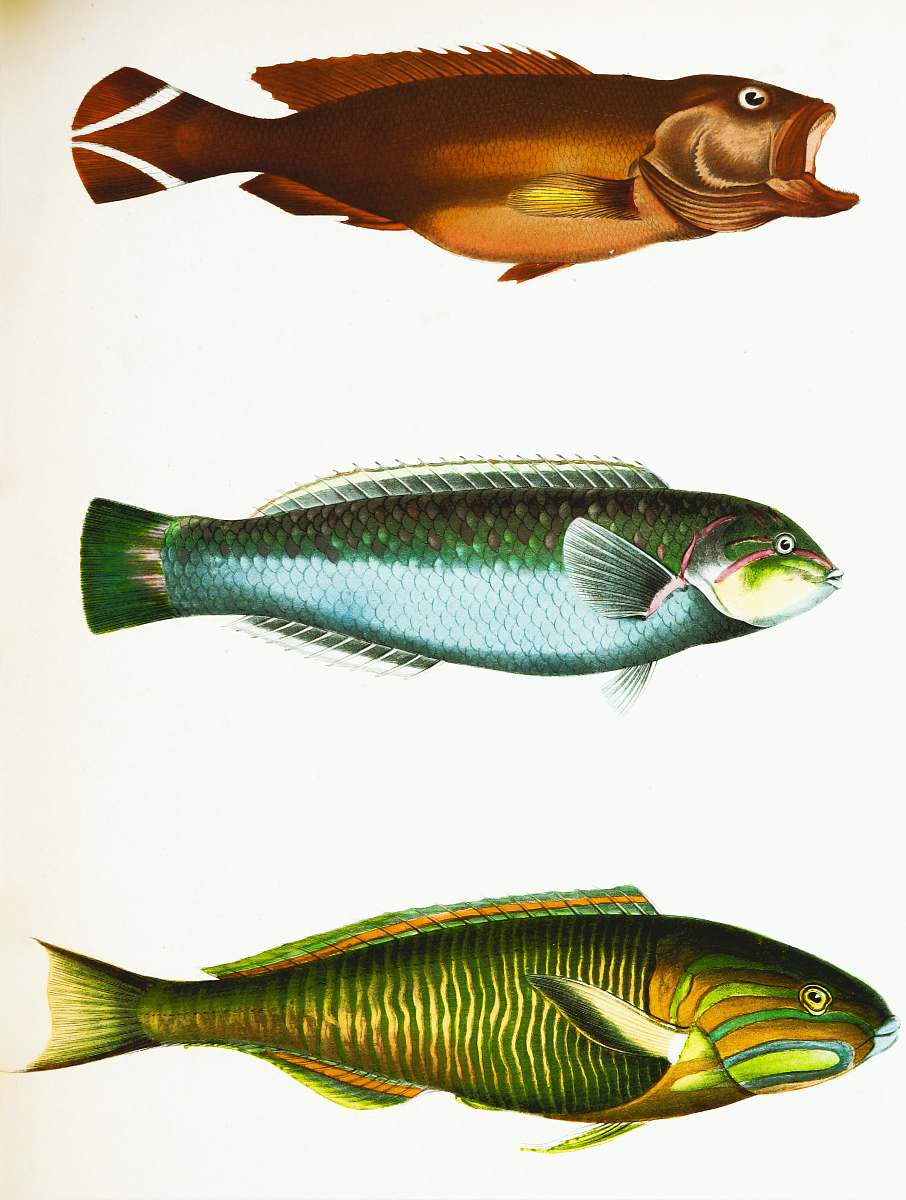 animal 3 yellow and silver fishes sea life