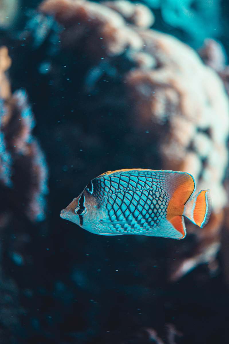 animal blue and white fish in water angelfish