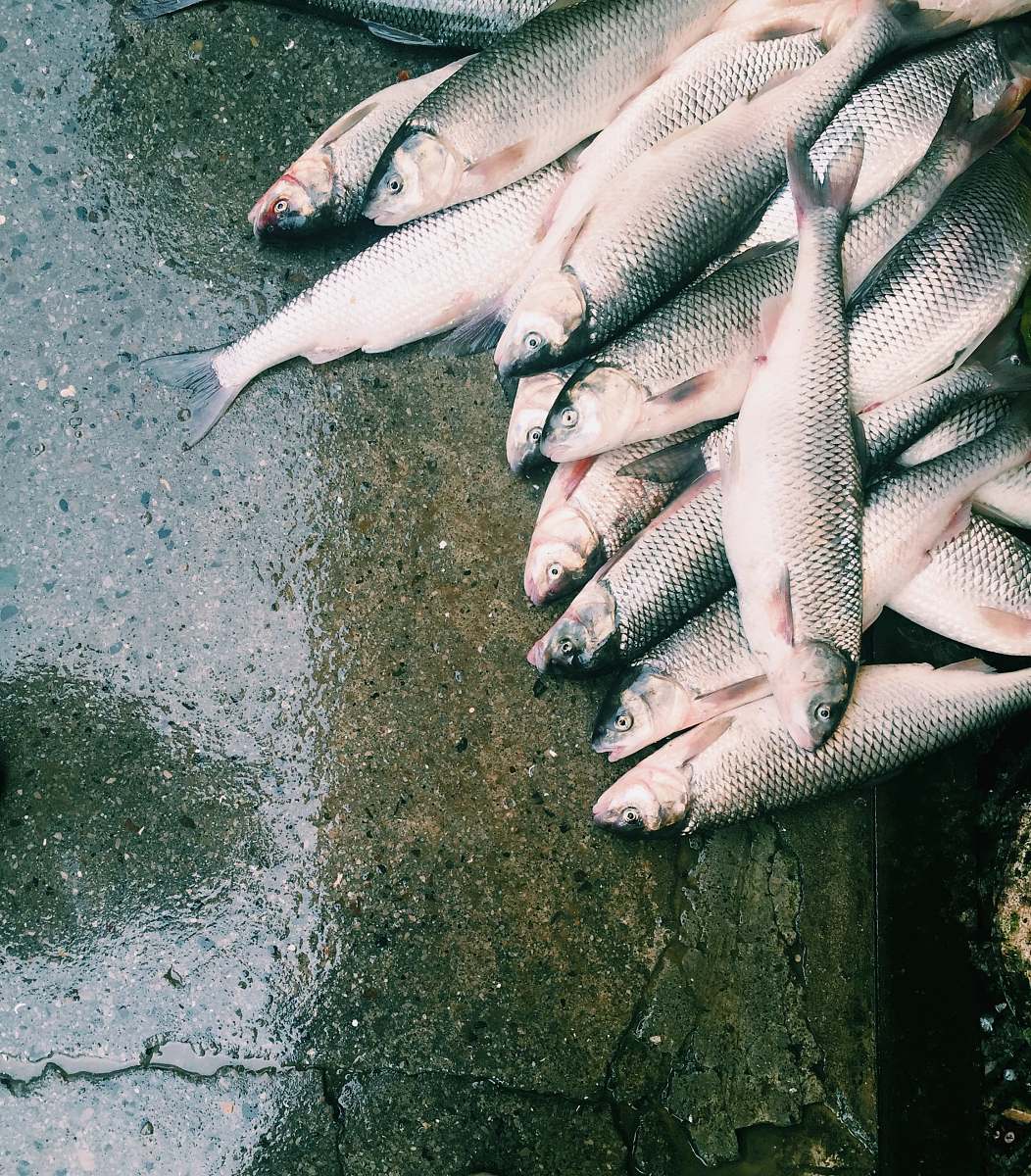 animal bunch of fish lot coho