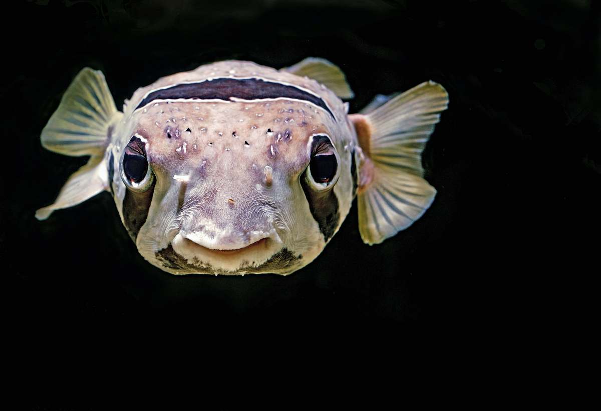 animal close up photo of brown puffin fish sea life