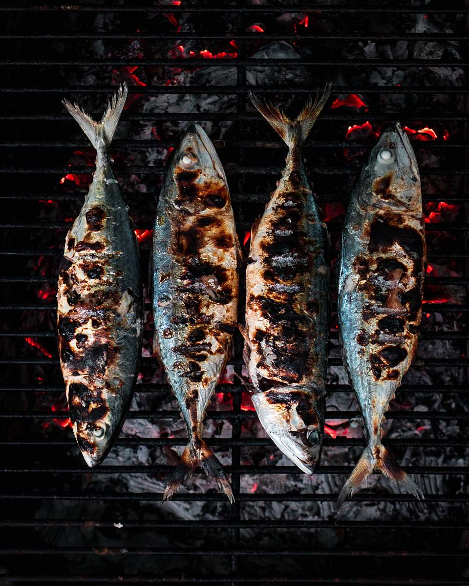 animal fish being grilled herring