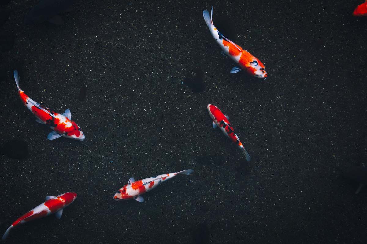 carp five koy fishes koi