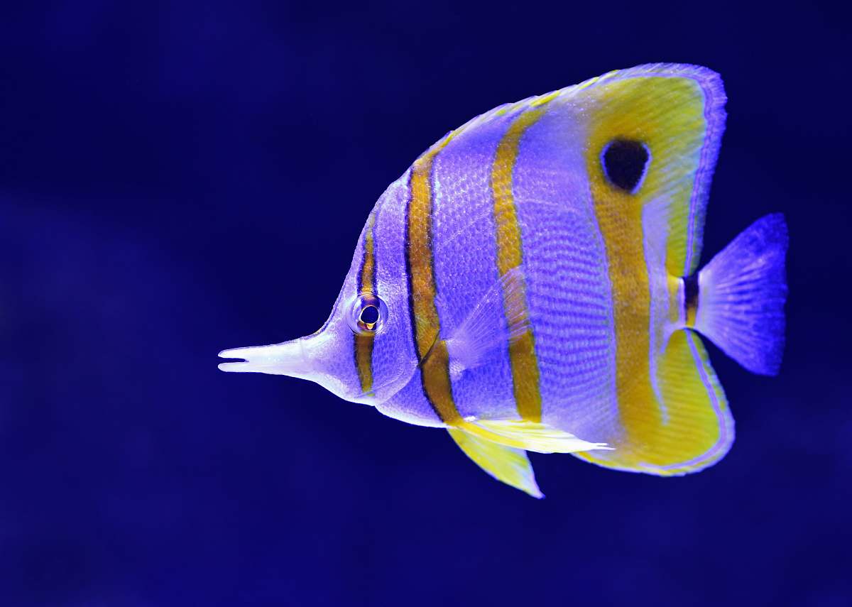 animal gray and yellow fish cairns aquarium